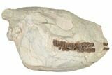 Fossil Running Rhino (Hyracodon) Skull - South Dakota #192112-5